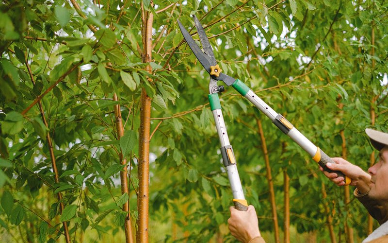 Tree trimming in Cummings, ND