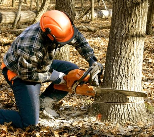 Tree Removal in Cummings, ND